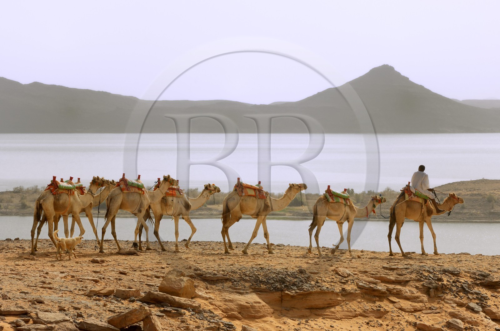 Egypte, Haute Egypte, Lac Nasser, désert de Nubie, site de Ouadi es-Seboua ou vallée des lions, caravane de dromadaires