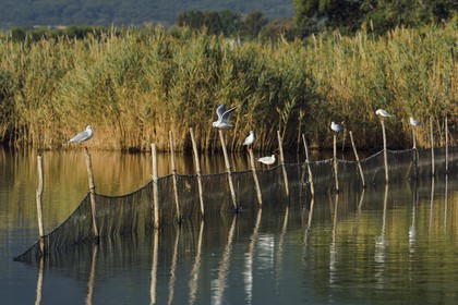 France, Haute Corse, the pond of Biguglia (Stagnu di Chiurlinu), nature reserve of Corsica (RNC), seagulls perched on alder stakes