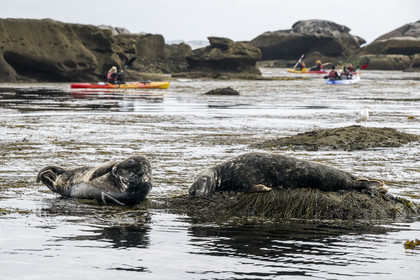 France, Finistère, Penmarch, Étocs archipelago, kayak trip from the Guilvinec Nautical Center to discover the gray seal (halichoerus grypus) in the rocks at low tide