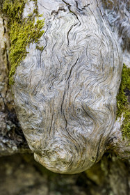 France, Hautes Alpes (05), Crots, forêt domaniale de Boscodon, souche de bois