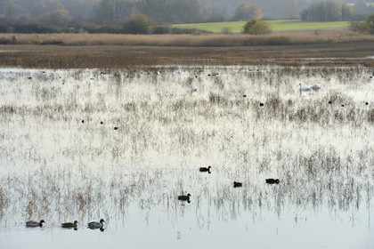 France, Indre, Berry, Parc Naturel Regional de la Brenne (Natural Regional Park of La Brenne), Purais pond, ducks and swans