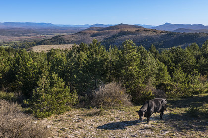 France, Herault, the Causses and the Cevennes, Mediterranean agro pastoral cultural landscape, listed as World Heritage by UNESCO, La Vacquerie et Saint Martin de Castries, bull on a height dominating the Larzac plateau (aerial view)