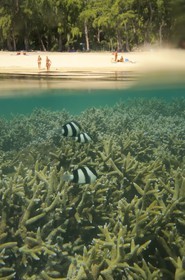 France, Reunion Island (French overseas department), coral reef of Saint Gilles and Ermitage lagoon (underwater view)