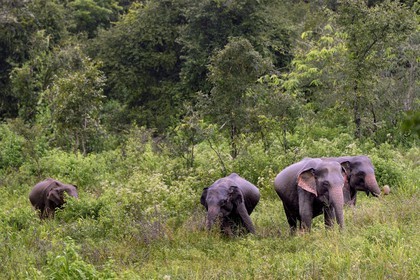Sri Lanka, North Central Province, elephants near the Kaudulla National Park
