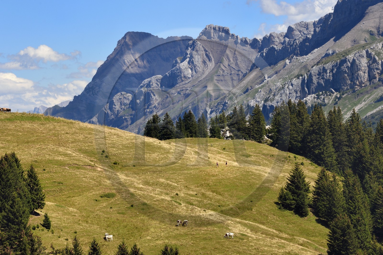 Switzerland, Canton of Vaud, Villars-sur-Ollon, hike from the Bretaye pass to the Croix pass passing through the hamlet of Ensex