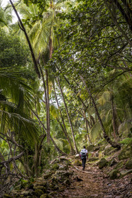 France, French Guiana, Kourou, Salvation Islands (Iles du Salut), Royal Island, hiking on the coastal path