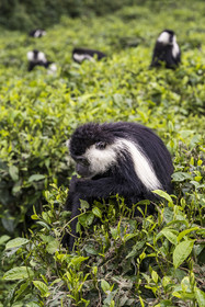 Rwanda, Province de l’Ouest, Gisakura, Parc national de Nyungwe, Colobe de Ruwenzori (Colobus angolensis ruwenzorii) dans une plantation de thédont il ne mange pas les feuilles