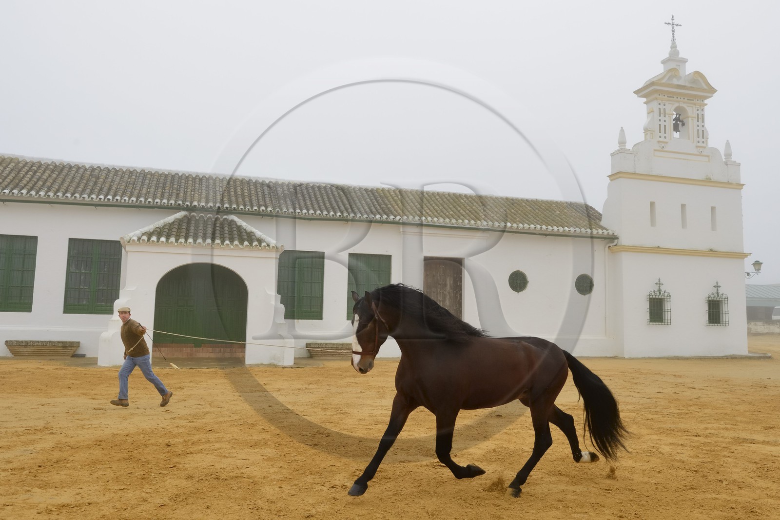 Espagne, Andalousie, province de Séville, Utrera, Finca El Pinganillo, le haras de la propriété, entrainement d'un Pure race espagnole ou PRE (Pura Raza Espanola) Espagne, Andalousie, province de Séville, Utrera, Finca El Pinganillo, le haras de la propriété, entrainement d'un Pure race espagnole ou PRE (Pura Raza Espanola)