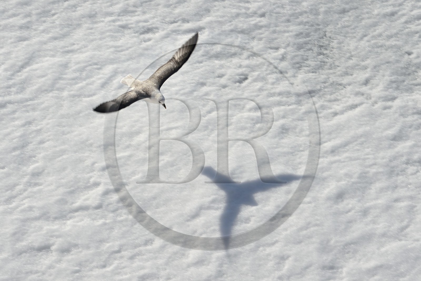 Groenland, cote Nord-Ouest, Smith sound, Fulmar boréal (Fulmarus glacialis) survolant la banquise