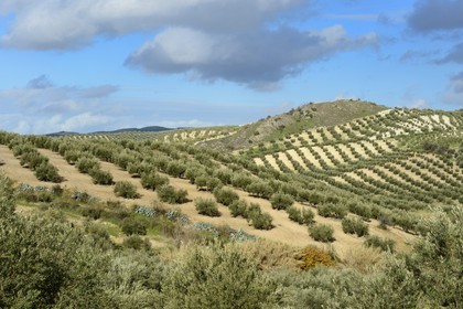 Spain, Andalusia, Jaén Province, olive groves south of Martos between Baena and Alcaudete