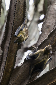 Rwanda, Province de l’Ouest, Karongi (anciennement nommée Kibuye), lac Kivu, Ile Napoléon ou Tembabagoyi, Roussette paillée africaine ou Roussette des palmiers africaine ou Roussette jaune (Eidolon helvum) dans un Euphorbe candélabre