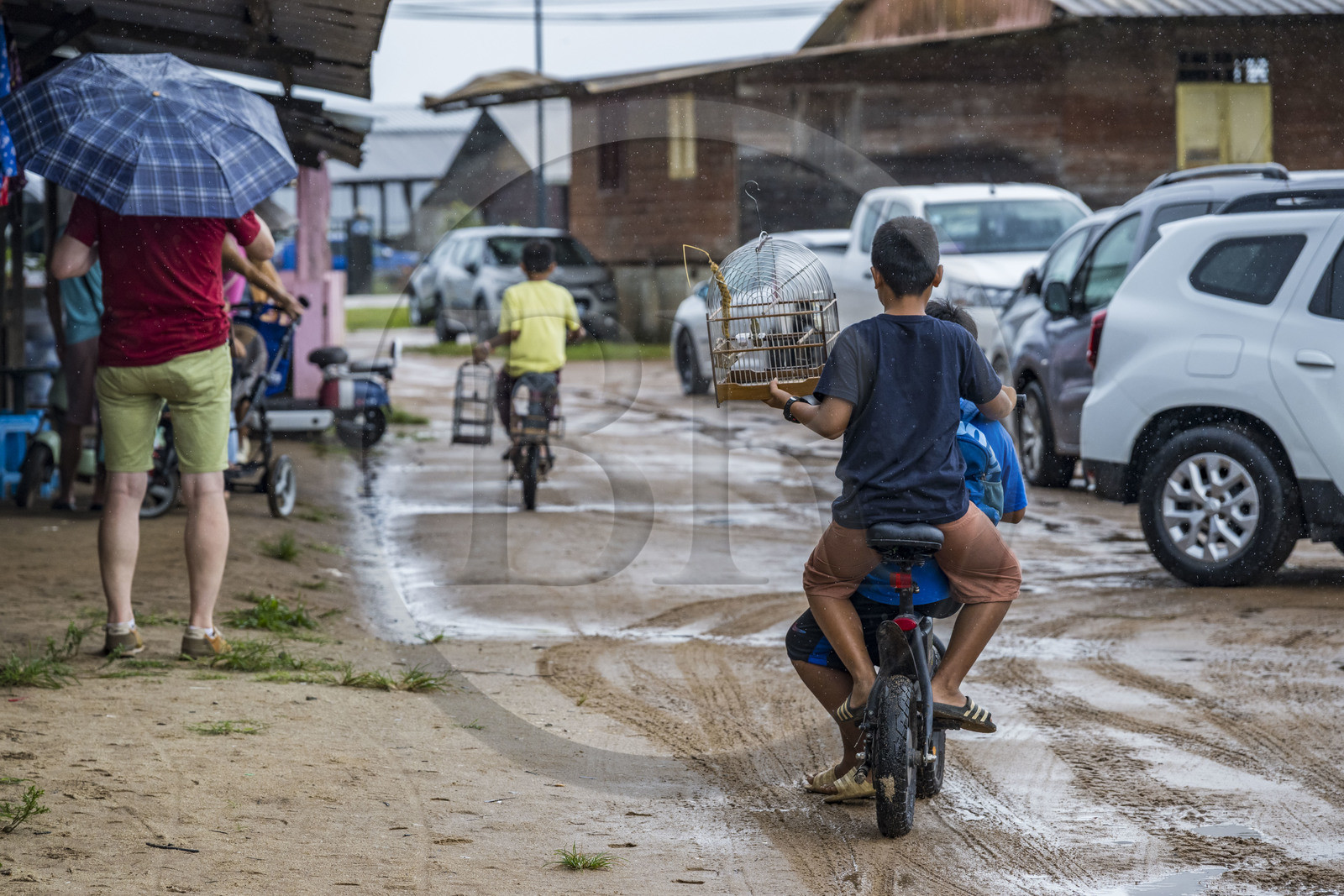 France, Guyane, Javouhey,  jeunes garçons Hmong ayant acheté au marché du dimanche un Sporophile curio (Sporophila angolensis) en cage ou Picolette, espèce de passereau de Guyane réputé pour son chant extraordinaire