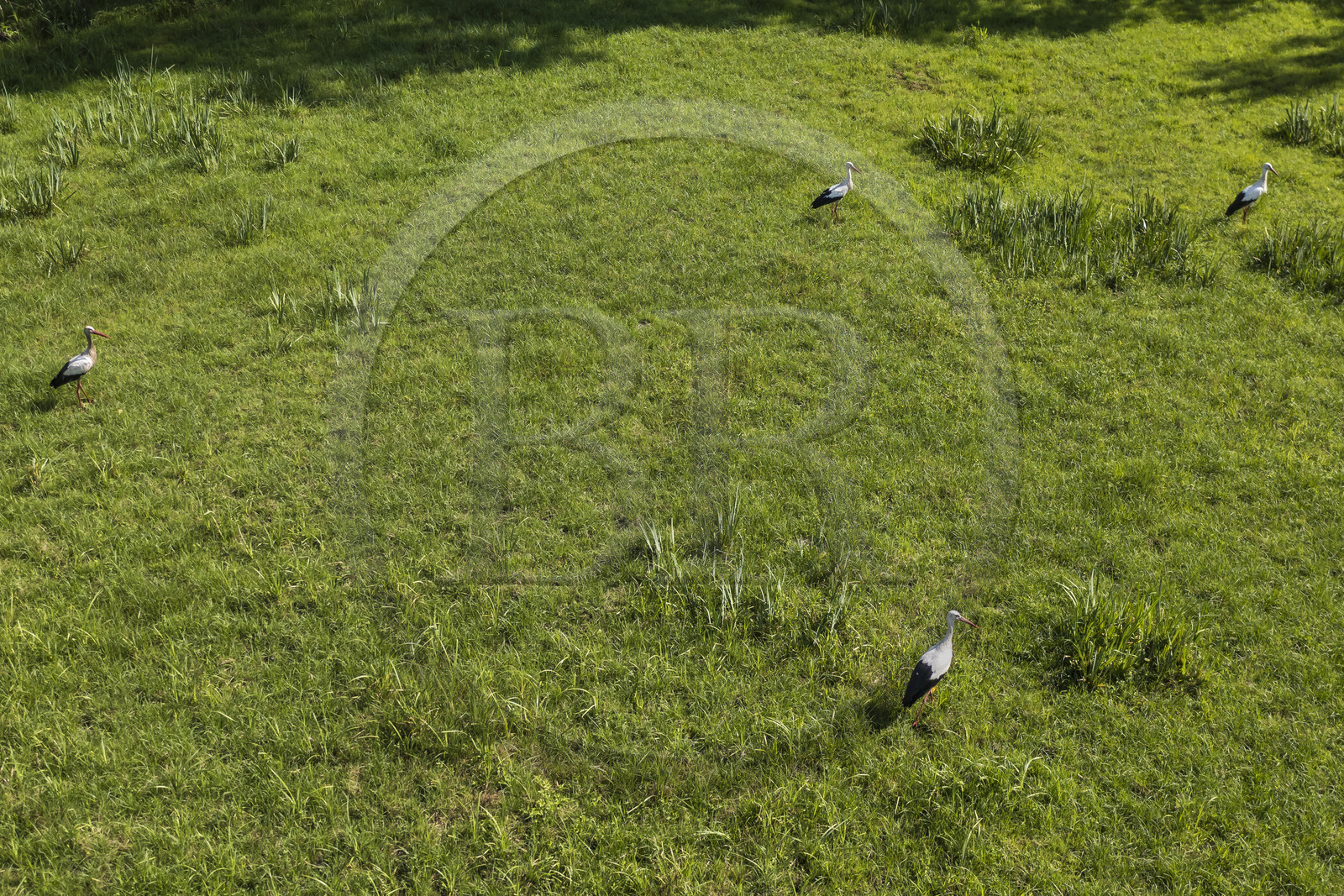 France, Deux-Sèvres (79), le Marais Poitevin, la Venise Verte, Le Vanneau-Irleau, cigognes dans un prè (vue aérienne)