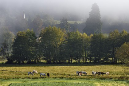 France, Calvados, Pays d'Auge, Saint Germain de Livet, herd of cows and the bell tower of the Saint John church in the background