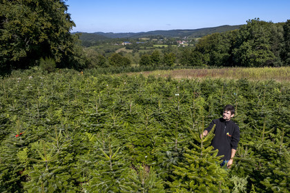 France, Nièvre (58), Parc naturel régional du Morvan, Gouloux, établissement Marchand (scierie, saboterie et boissellerie), Pierre Marchand sur son terrain de production de sapins de Noël de Nordmann et d’épicéas issus d’une production arboricole raisonnée et durablement gérée (vue aérienne)