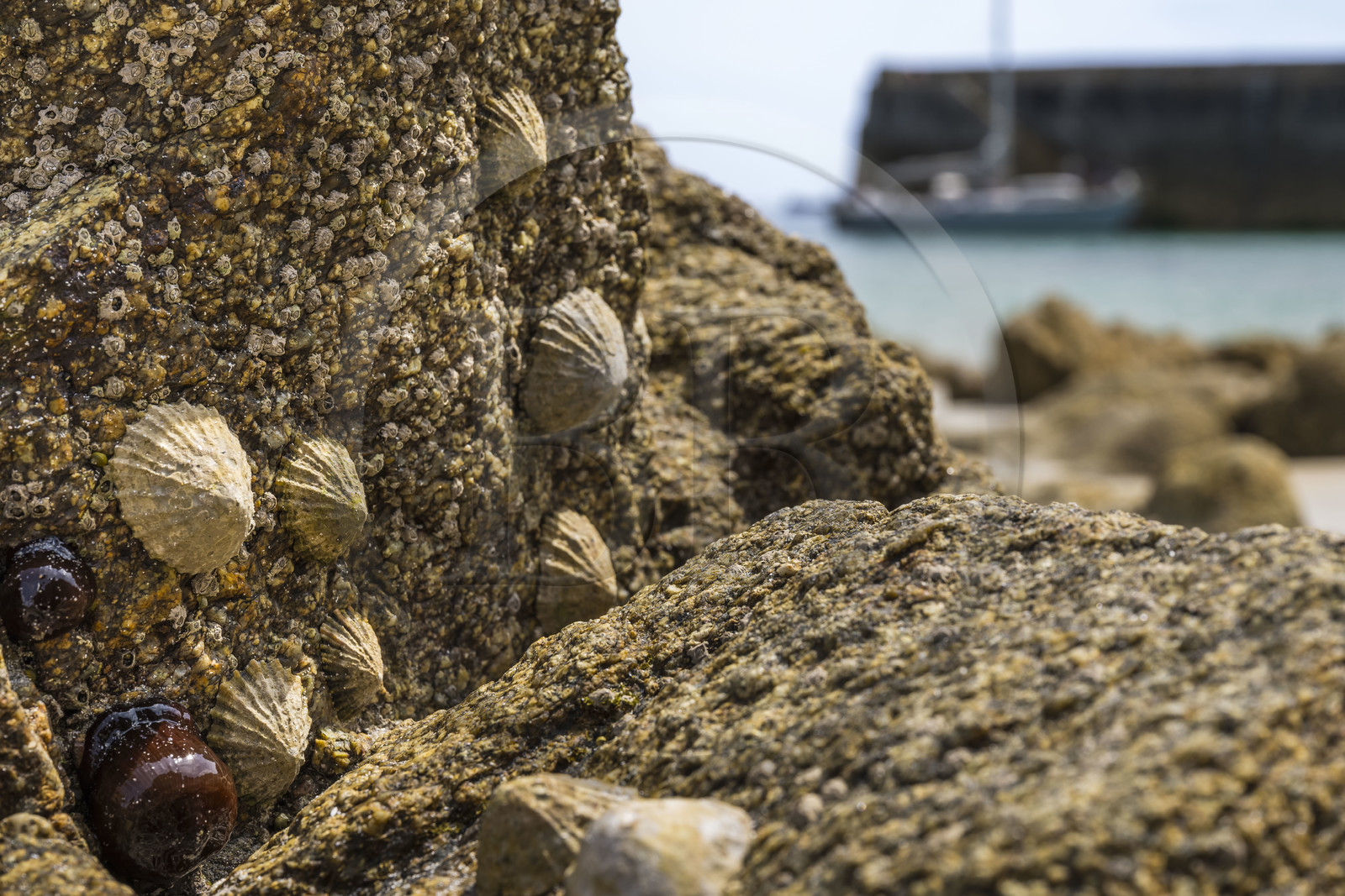 France, Finistère (29), Mer d'Iroise, Ile d'Ouessant, Port d'Arlan, patelle commune ou bernique (Patella vulgata Linnaeus)