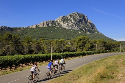 France, Hérault (34), vignoble au pied du Pic Saint-Loup,