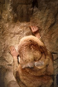 France, Alpes-de-Haute-Provence (04), Parc Naturel Régional du Verdon, Quinson, Musée de préhistoire des Gorges du Verdon conçu par l'architecte Norman Foster, reconstitution du bison gravé de Segries datant du paléolithique supérieur (15000 av. J-C)