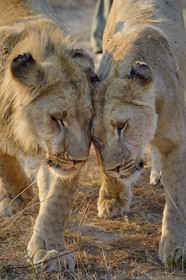 Zimbabwe, Midlands Province, Gweru, Antelope Park home to ALERT (African Lion and Environmental Research Trust), young lion and lioness (panthera leo)