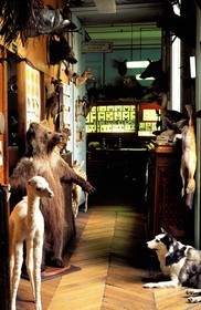France, Paris, Maison Deyrolle (taxidermist) in Rue du bac