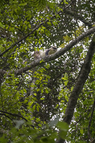 Rwanda, Province de l’Ouest, Nyakabuye, Parc national de Nyungwe, forêt tropicale humide naturelle de Cyamudongo, Cercopithèque de Dent (Cercopithecus denti)