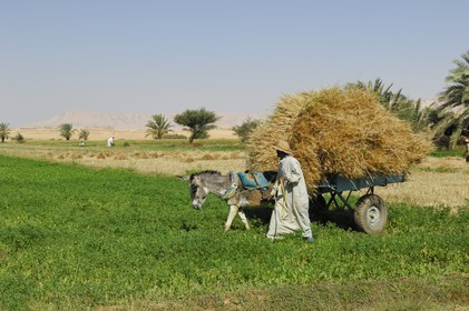 Egypte, désert libyque, oasis de Dakhla, travaux des champs