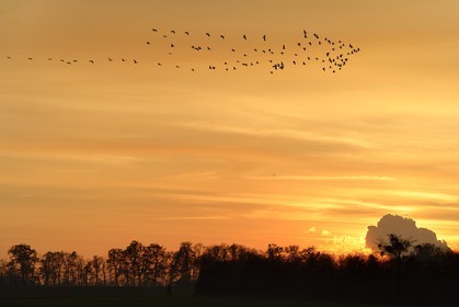 France, Indre, Berry, Parc Naturel Regional de la Brenne (Natural Regional Park of La Brenne), Rosnay, Red Sea pond (etang de la Mer Rouge), Common Crane (Grus grus), flight at sunset
