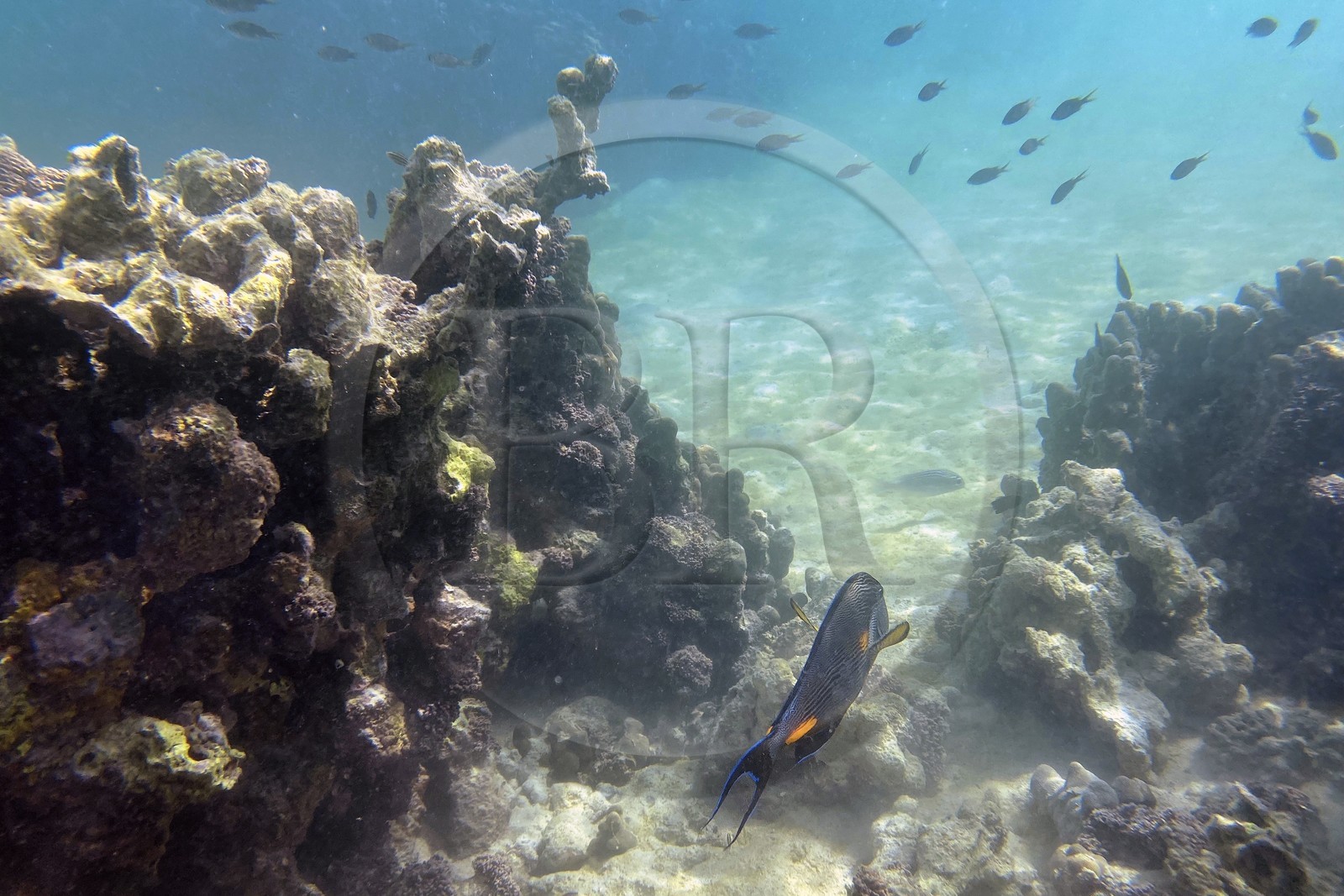 Sultanat d'Oman, gouvernorat de Mascate, réserve naturelle des Iles Daymaniyat, récif corallien