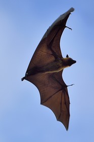 France, Ile de Mayotte, Grande-Terre, Nyambadao, Plage de Sakouli, chauve-souris géante dite roussette (Pteropus seychellensis comorensis)