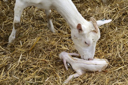France, Loire, Parc Naturel Regional du Pilat (Natural Regional Park of Pilat), Pelussin, production by the GAEC de la Cabriole from Rigotte de Condrieu AOC goat cheese, a goat gives birth to a young goat