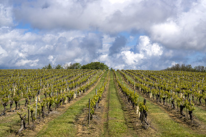France, Vendée (85), Talmont-Saint-Hilaire, vignoble des vins d'appellation Vin de Pays du Val de Loire Vendée en bordure des anciens marais salants de la Guittière