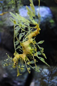 Etats-Unis, Californie, Monterey, le Monterey Bay Aquarium dans Cannery Row, dragon des mers feuillu male