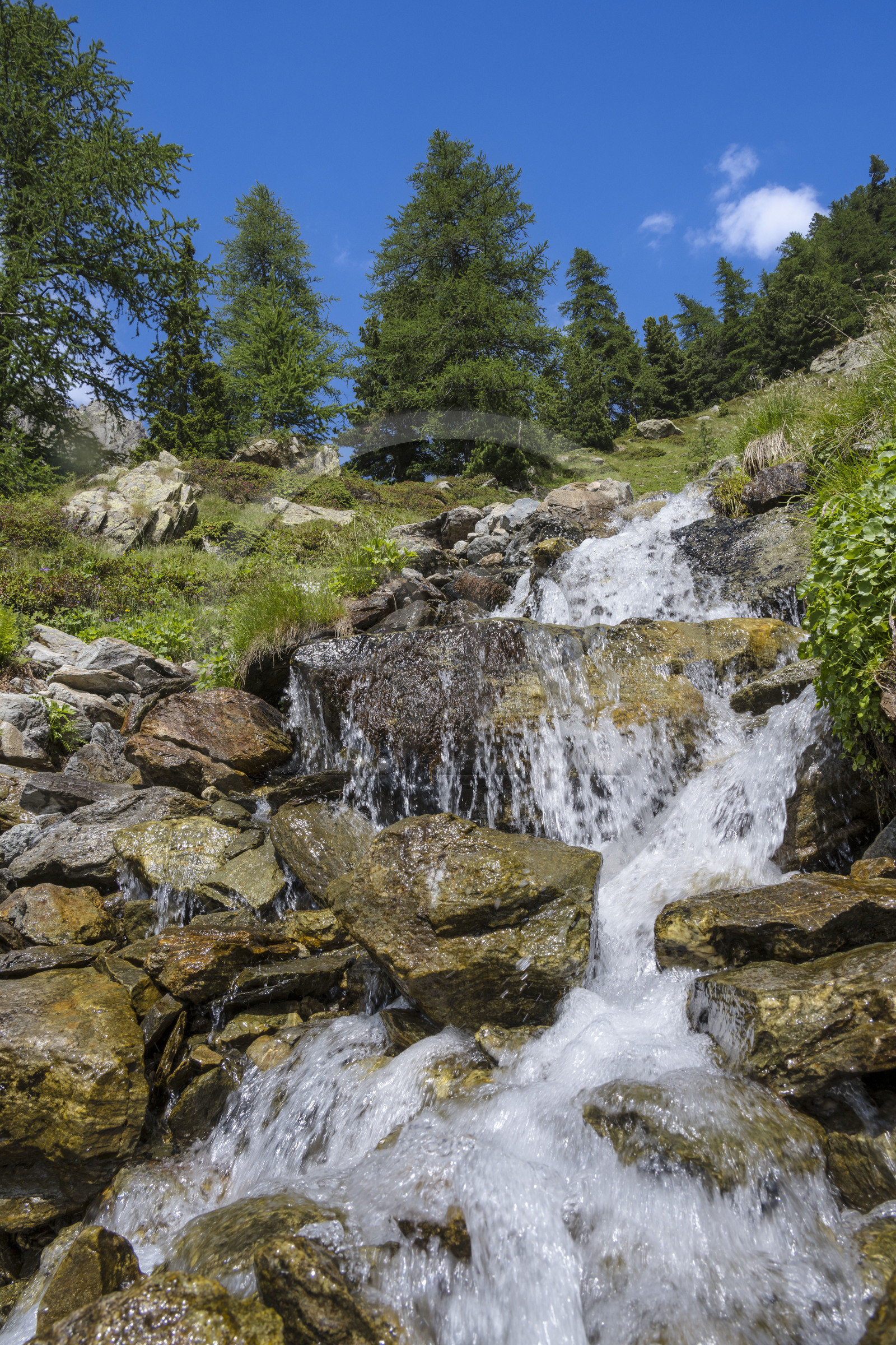 France, Alpes-Maritimes (06), parc national du Mercantour, Haute-Vésubie, Saint-Martin-Vésubie, Val du Haut Boréon, petit ruisseau en bordure du GR 52 vers le refuge de Cougourde