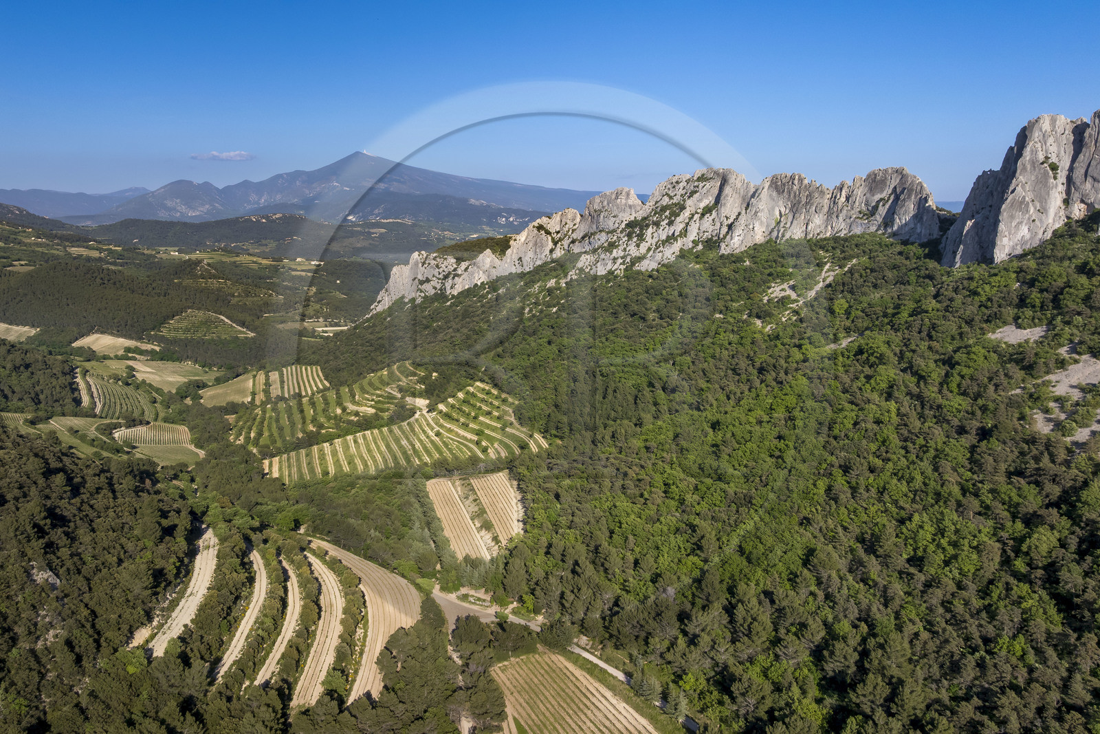 France, Vaucluse, Dentelles de Montmirail mountains, the mountain of the Dentelles Sarrasines and the terraced vineyards at the Cayron pass, Mont Ventoux in the background (aerial view)