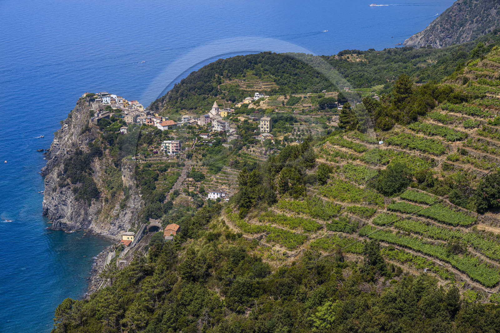 Italie, Ligurie, Cinque Terre, parc national des Cinque Terre classé Patrimoine Mondial de l'UNESCO, randonnée sur le sentier GR 586 passant dans le vignoble en terrasse entre Corniglia et Volastra au dessus de Manarola, le village de  Corniglia en arrière plan