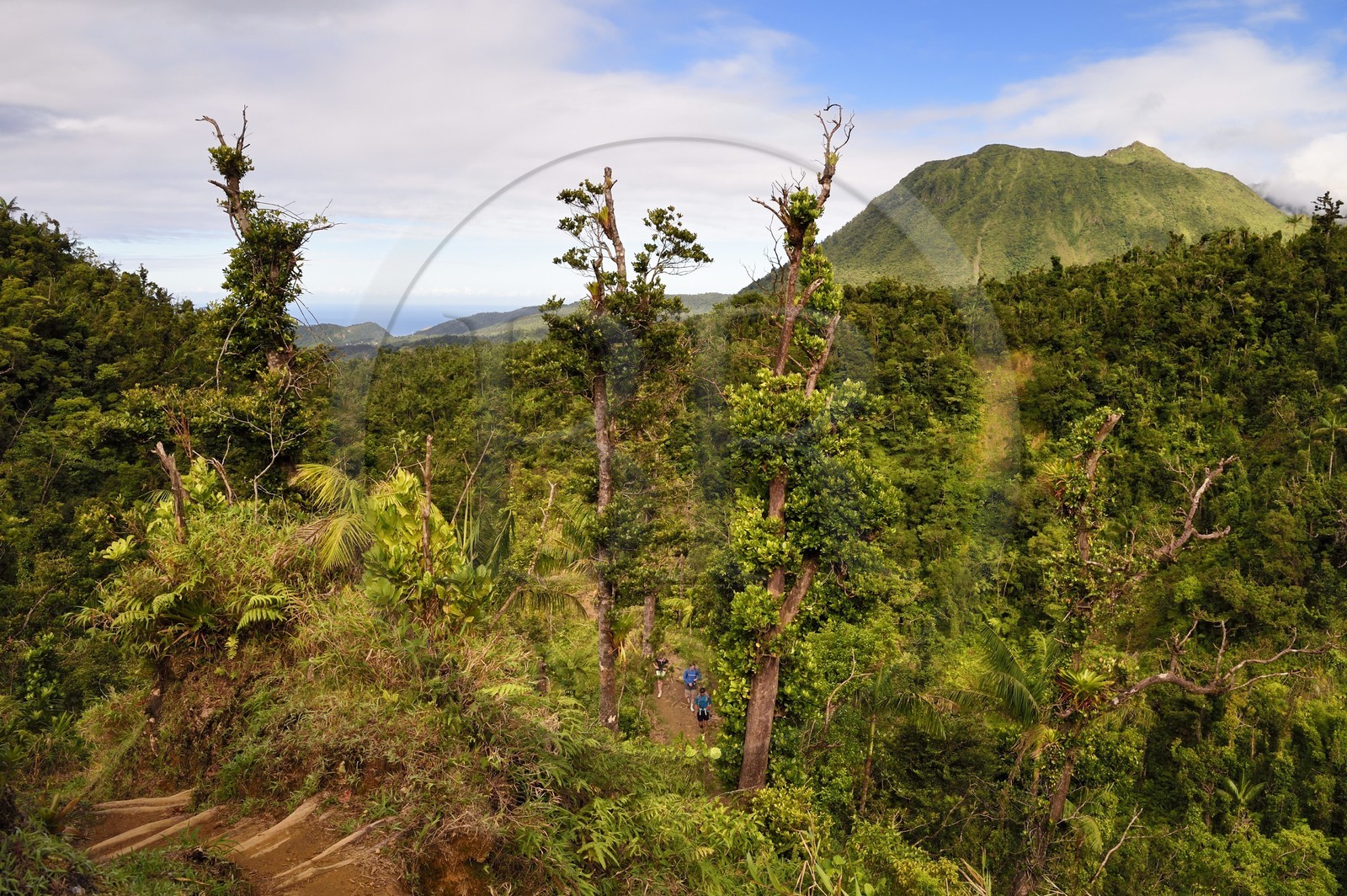 Caraïbes, Ile de la Dominique, Castle Bruce, Parc national du Morne Trois Pitons classé Patrimoine Mondial de l'UNESCO, le long du sentier traversant la forêt tropicale et menant à la la Vallée de la Désolation puis au Boiling Lake