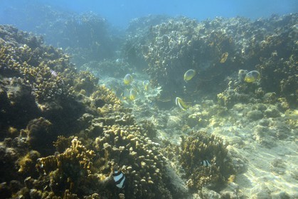 France, Ile de la Reunion, Côte Ouest, Saint-Gilles-Les-Bains (commune de Saint-Paul), le récif corallien du lagon de l'Ermitage et de La Saline-Les-Bains, Poisson-papillon à trois bandes (Chaetodon trifasciatus) (vue sous-marine)
