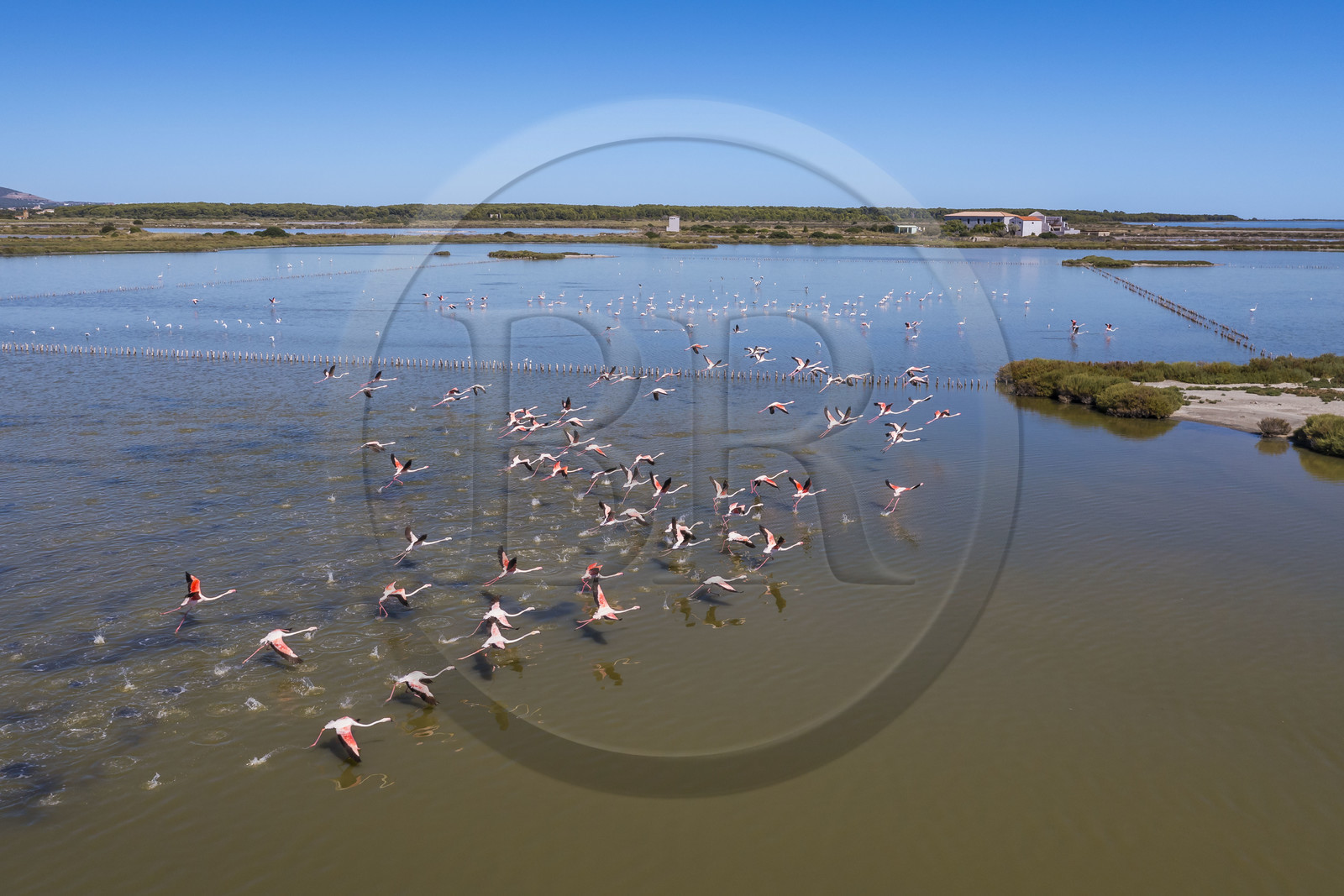 France, Hérault (34), Frontignan, vol de flamants roses (Phoenicopterus roseus) dans l'étang d'Ingril dans les anciens salins (vue aérienne)