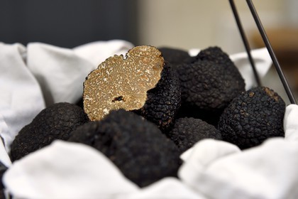 France, Dordogne (24), Périgord Blanc, Périgueux, Place Saint-Silain, épicerie-restaurant l'Espace du 6ème Sens, la truffe blanche d’été (Tuber aestivum)