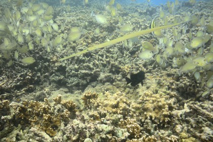 France, Ile de la Reunion, Côte Ouest, Saint-Gilles-Les-Bains (commune de Saint-Paul), le récif corallien du lagon de l'Ermitage et de La Saline-Les-Bains, poisson trompette  (Aulostomus chinensis) (vue sous-marine)