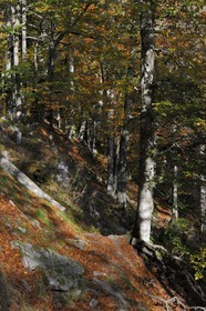 France, Haut-Rhin (68), la route des Crêtes, réserve naturelle de Tanet-Gazon-du-Faing, forêt vosgienne sur le flan est