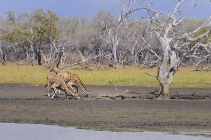 Tanzania, Selous Game Reserve is one of the largest fauna reserves of the world and designated a UNESCO World Heritage Site in 1982, giraffes (Giraffa camelopardalis) on the edge of the Rufiji River at dry season