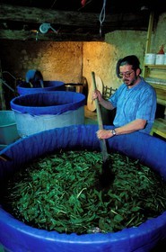 France, Gers, Lectour, Henri Lambert preparing the pastel with plantes