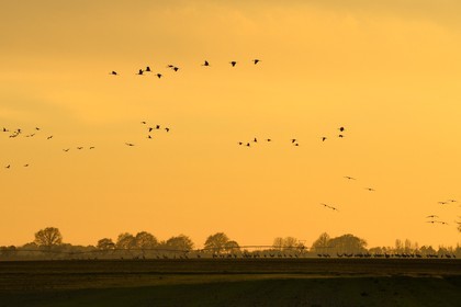 France, Indre, Berry, Parc Naturel Regional de la Brenne (Natural Regional Park of La Brenne), Rosnay, Red Sea pond (etang de la Mer Rouge), Common Crane (Grus grus), flight at sunset