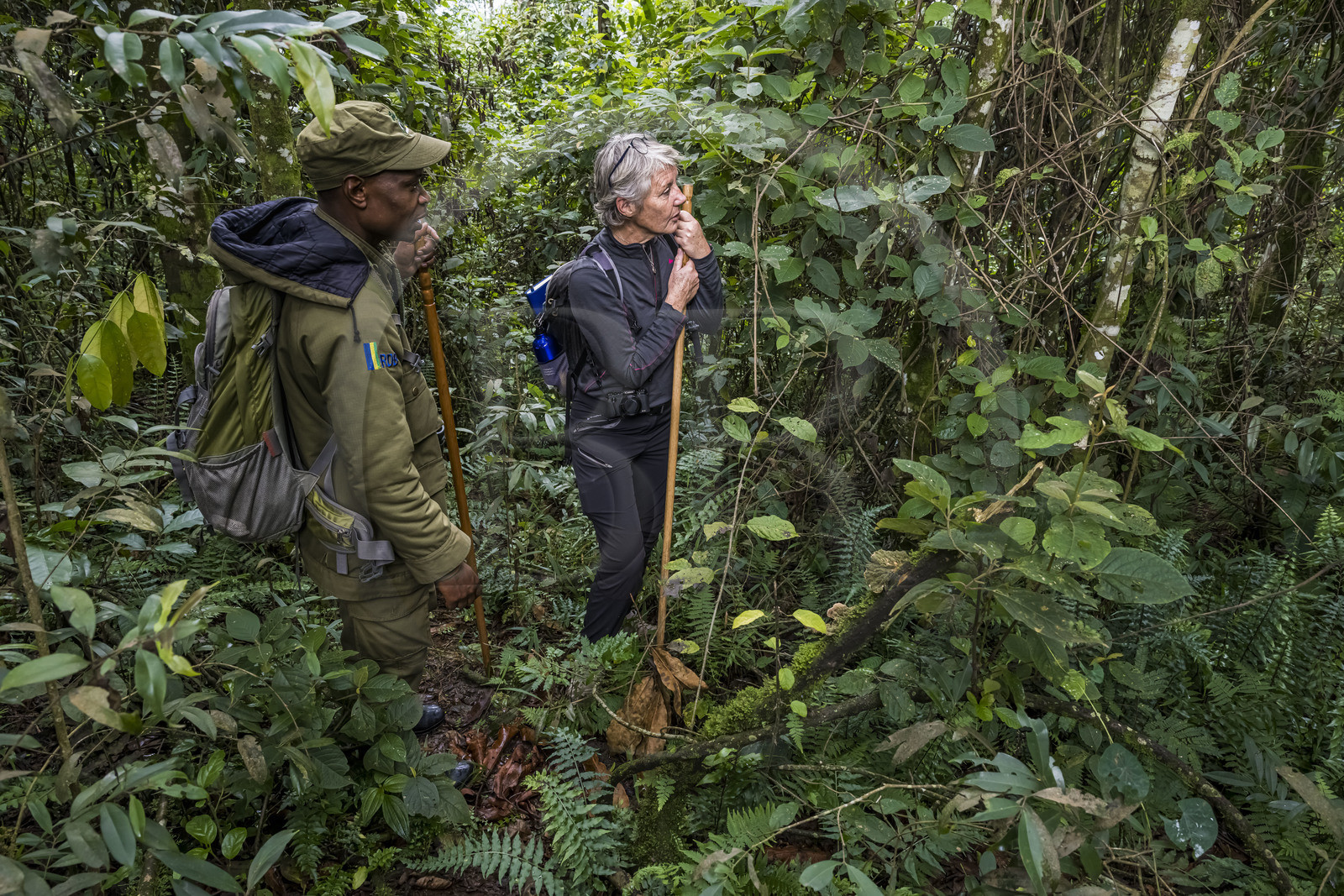 Rwanda, Province de l’Ouest, Gisakura, Parc national de Nyungwe, le garde de African Parks Claver Mtoyinkima guidant des touristes sur la piste des Colobes de Ruwenzori (Colobus angolensis ruwenzorii) pendant un safari à pied dans la forêt tropicale humide naturelle