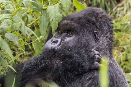 Rwanda, Province du Nord, Parc National des Volcans dans la chaine des Monts Virunga, mont Karisimbi, gorille des montagnes (Gorilla beringei beringei), dos argenté (silverback) nommé Impuzamahanga qui est le male dominant du groupe Susa