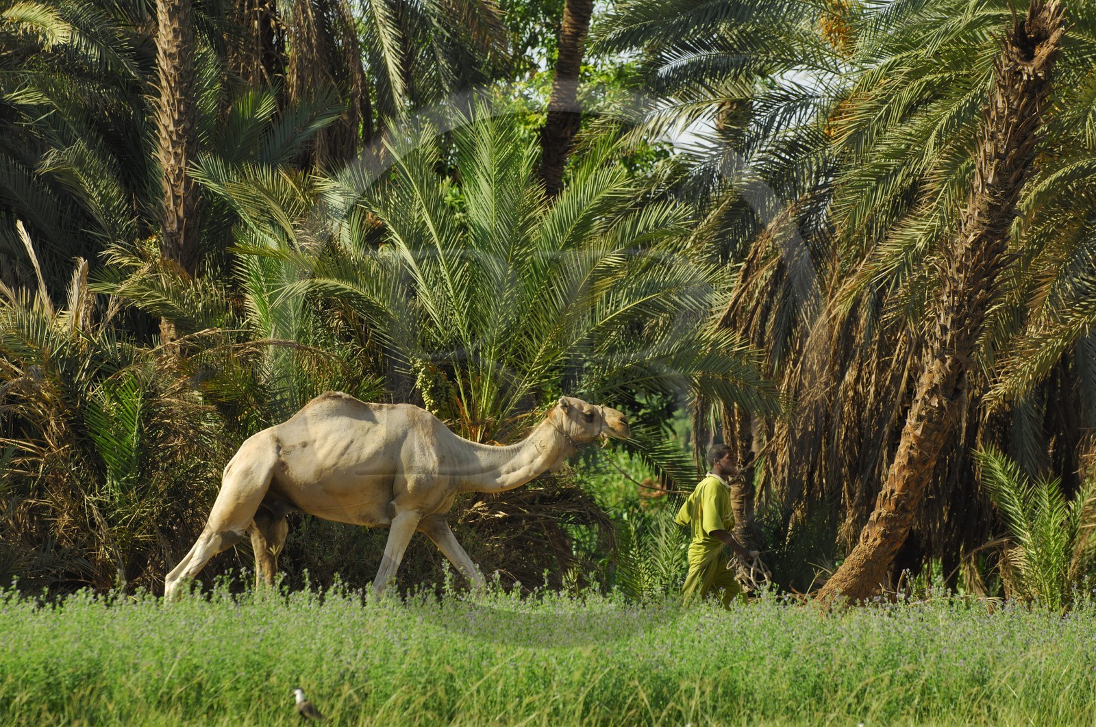 Egypt, Upper Egypt, Nubia, Nile Valley, Aswan, west bank, Nubian campaign, a young boy and his dromedary
