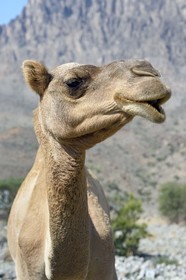 Sultanat d'Oman, gouvernorat de Al-Batina du Sud, Hajar occidental, Wadi Mistall, village de Ghubrah, dromadaire