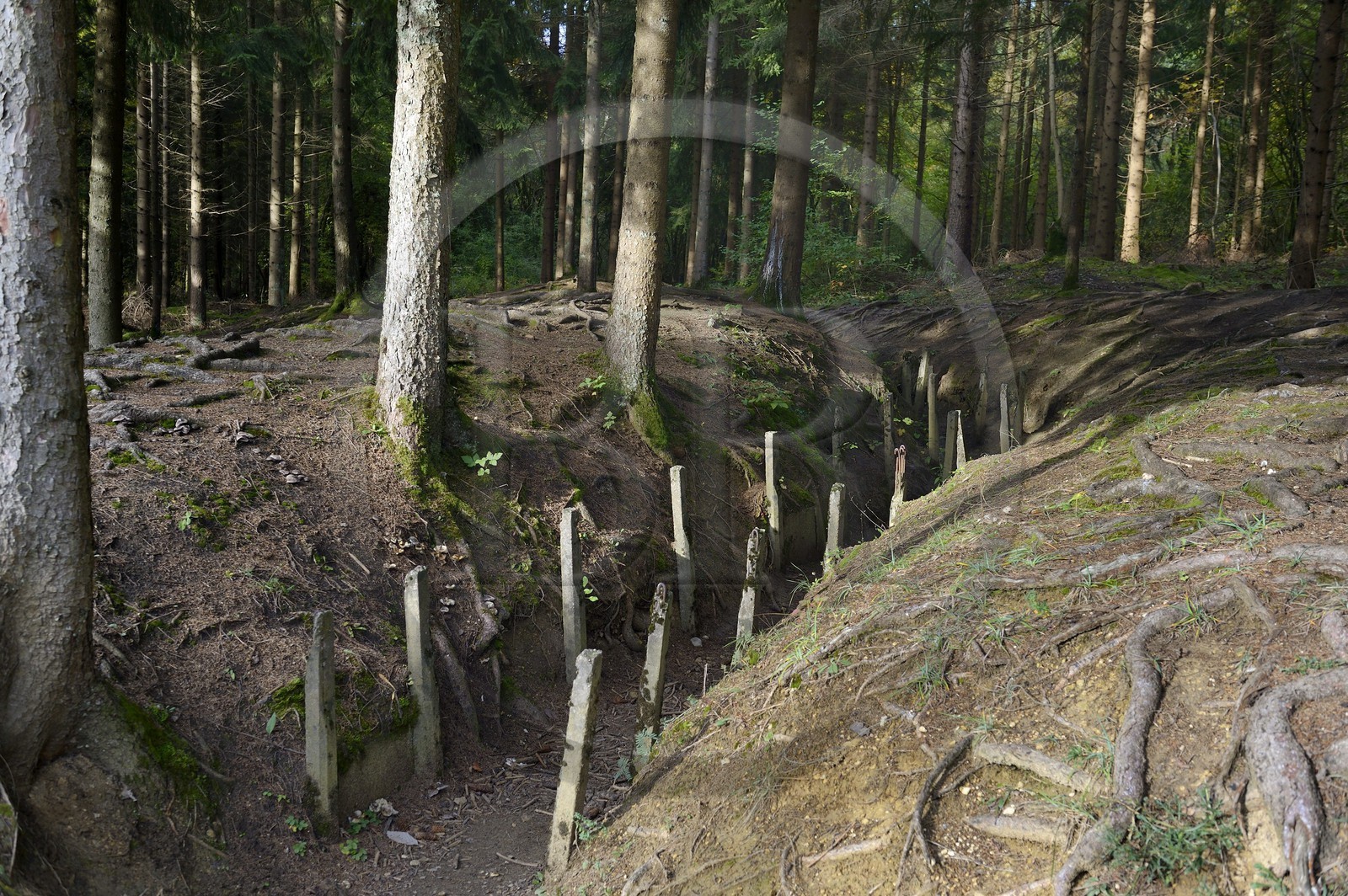 France, Meuse (55), Douaumont, bataille de Verdun, le boyau de Londres sous les pins noirs d’Autriche fournis au titre des dommages de guerre, cette artère de communication réalisée en 1917 reliait le fort de Douaumont aux lignes de l'arrière