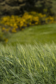 France, Haute-Loire (43), Landos, wheat field still green